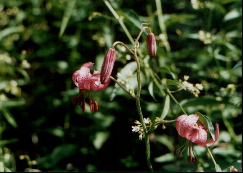 Vegetation